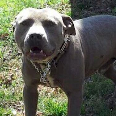 Groover Kennels Roc Pit Bull front.jpg